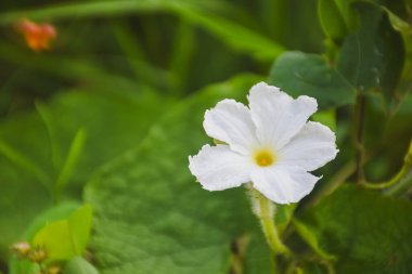 Sarı merkezli tek bir beyaz çiçek yemyeşil yaprakların arasında.