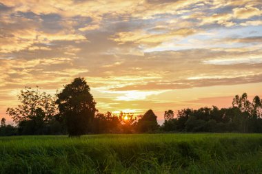 Ağaçtan silueti ve dramatik altın bulutları olan yemyeşil bir tarlanın üzerinde güzel bir gün batımı..