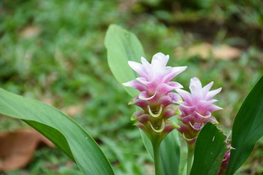 Bahçede açan pembe ve yeşil Siyam laleleri.