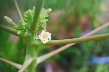 Papaya ağacının gövdesinde küçük beyaz çiçekler ve tomurcuklar..