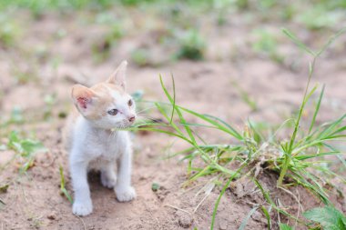 Küçük beyaz ve kızıl kedi kuru kahverengi toprakta duruyor..