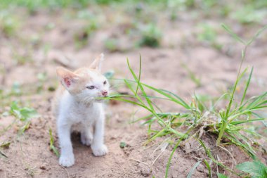 Küçük beyaz ve kızıl kedi kuru kahverengi toprakta duruyor..
