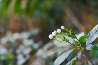 Beyaz çiçek tomurcukları ve yumuşak bir arka planı olan yeşil yapraklar..