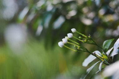 Beyaz çiçek tomurcukları ve yumuşak bir arka planı olan yeşil yapraklar..