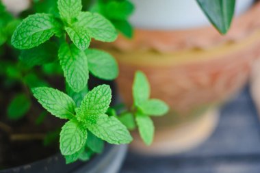 Bahçe ortamında taze yeşil nane yapraklarının yakın çekimi.