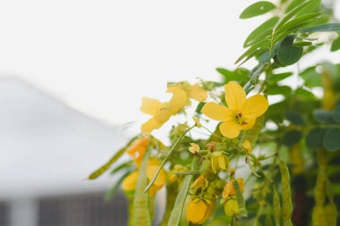 Parlak sarı çiçekler ve yumuşak bir arka planı olan yeşil yapraklar..