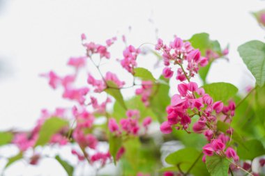 Açık gökyüzü arka planında parlak pembe mercan sarmaşığı çiçekleri.