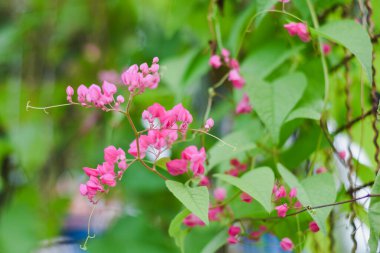 Açık gökyüzü arka planında parlak pembe mercan sarmaşığı çiçekleri.