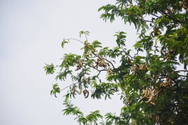 Parlak gökyüzüne karşı kozaları olan demirhindi dalları.
