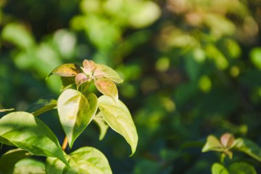Yumuşak güneş ışığında yeni yapraklar ortaya çıkar..