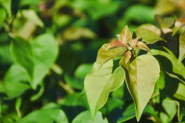 Yumuşak güneş ışığında yeni yapraklar ortaya çıkar..