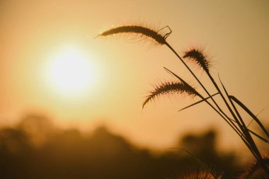 Narin pembe Mimosa Pudica çiçekleri ve tomurcukları yumuşak arka planda.