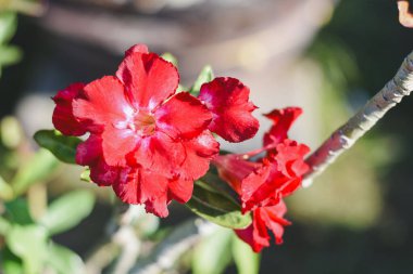 Canlı kırmızı bir çöl çiçek açmış..