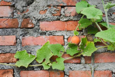 Tuğla duvarda portakal meyveli bir sarmaşık yetişiyor..