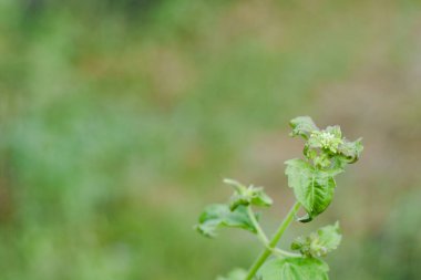 Genç Eupatorium kokusu (Saba Suea) küçük çiçek tomurcuklarıyla ayrılır.