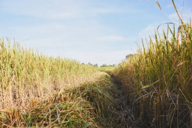 Parlak mavi gökyüzünün altında, dağınık ağaçlarla altın pirinç tarlası..