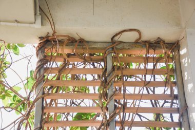 Asmalar ve ölü dallar, tahta bir sarmaşığa tutunuyorlar..