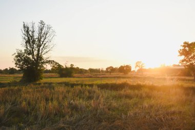 Gün batımında ağaçlı geniş bir alan..