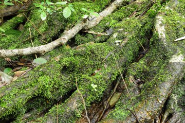 Yeşil yosun, doku, arka plan