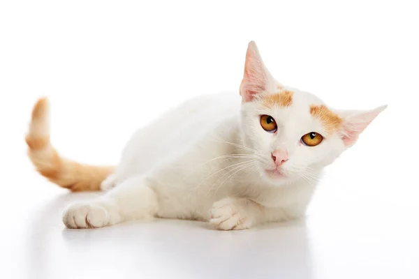 Gatos Gatitos Son Color Rojo Blanco Sobre Fondo Blanco —  Fotos de Stock