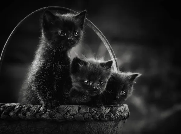 Egy Fekete Macska Fekszik Kerítésen — Stock Fotó