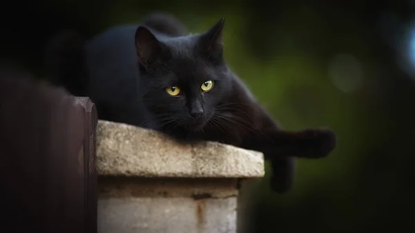 Chat Noir Couché Sur Une Clôture — Photo