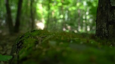 Bir parça tüy yosunların üzerinde yatıyor, rüzgar tarafından sallanıyor.