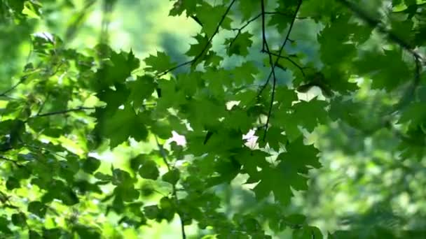 Folhas Arbusto Balançam Vento Sol Está Brilhando — Vídeo de Stock