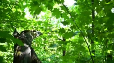 Etrafı yapraklarla çevrili kırık bir ağaç.