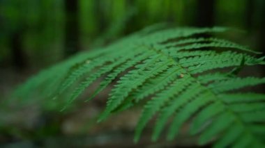 Rüzgarda sallanan eğreltiotu yaprağı