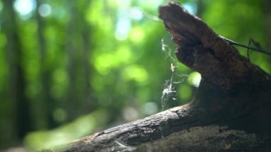 Rüzgarda sallanan yırtık bir ağ