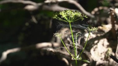 Güneşe doğru büyüyen örümcek ağlarıyla kaplı bir çiçek.