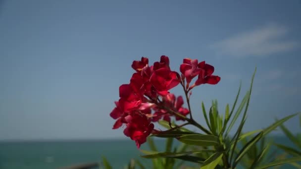 Wind Schudt Phlox Bloemen Tegen Achtergrond Van Zee Camera Vertrek — Stockvideo
