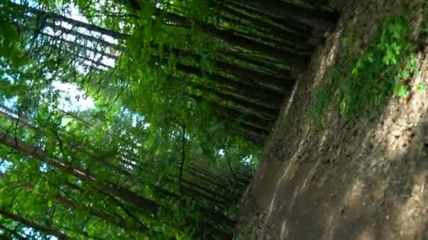 Floresta Gira 360 Graus Vórtice — Vídeo de Stock