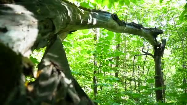 葉に囲まれた壊れた木 — ストック動画