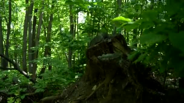 Ein Baumstumpf Dickicht Des Waldes Viele Grüne Bäume Und Laub — Stockvideo