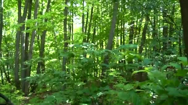 Ein Baumstumpf Dickicht Des Waldes Viele Grüne Bäume Und Laub — Stockvideo