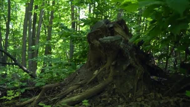 Tocón Espesura Del Bosque Muchos Árboles Verdes Follaje — Vídeo de stock