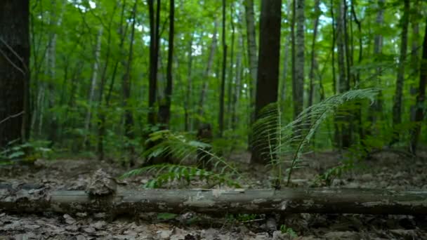 Une Fougère Pousse Près Arbre Tombé Vent Secoue Feuille — Video