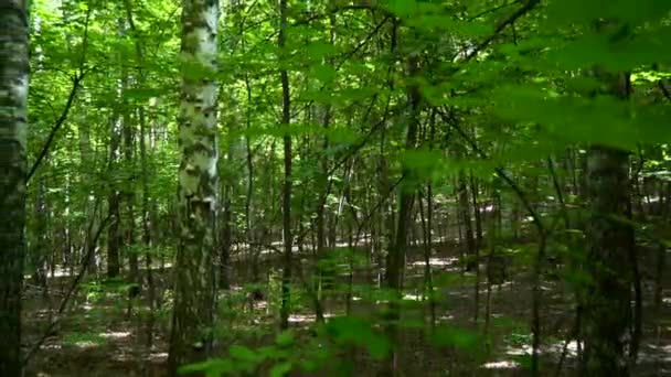 Câmera Move Através Uma Porta Criada Árvores Caídas — Vídeo de Stock