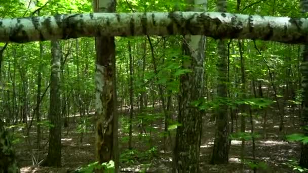 Kamera Porusza Się Przez Drzwi Stworzone Upadłych Drzew — Wideo stockowe