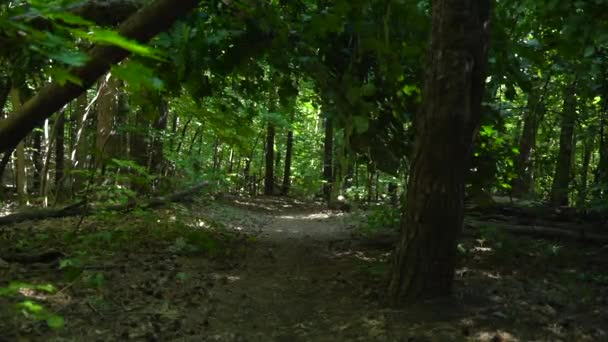 Uma Estrada Floresta Ramos Folhas Criam Corredor — Vídeo de Stock