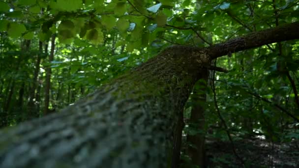 Tree Branch Covered Moss — Stock Video