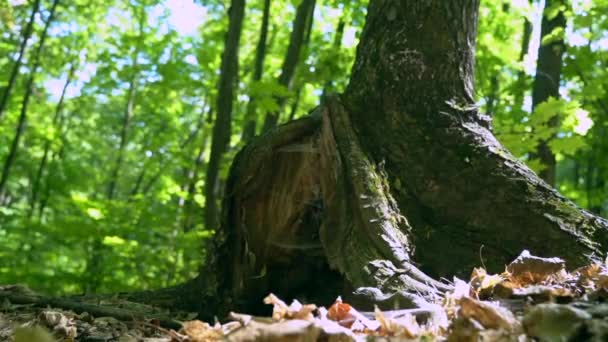 ウェブは木の中にあり 太陽は葉を通して輝きます — ストック動画