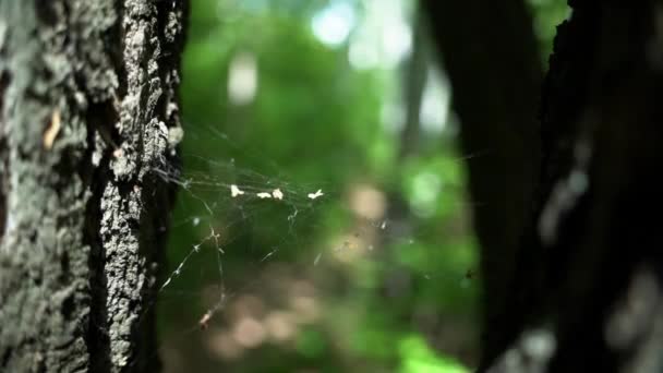 Toile Est Tendue Entre Deux Arbres Soleil Brille — Video