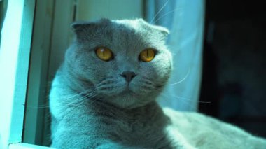 Mavi gölgeli büyük gri bir kedi yiyecek arıyor, güneş parlıyor.