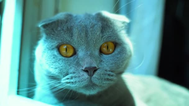 색깔의 냄새가 아래있는 커다란 고양이 — 비디오