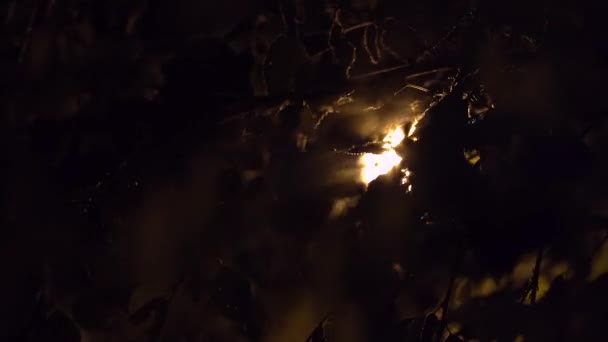 Dedaunan Bergoyang Dari Angin Kencang Cahaya Terang Dari Lentera Bersinar — Stok Video