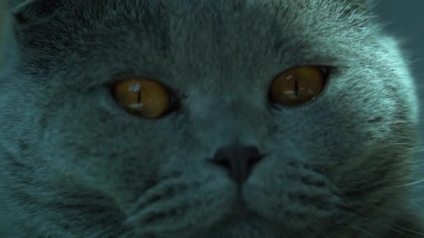 Grande Gatto Grigio Con Ombra Blu Addormenta — Video Stock