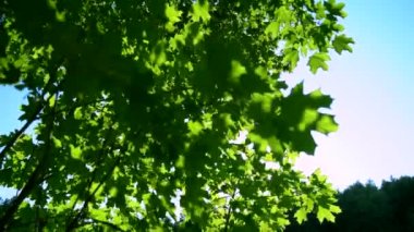 Yaz güneşi günbatımında ağaçların yeşil yaprakları arasında parlıyor.